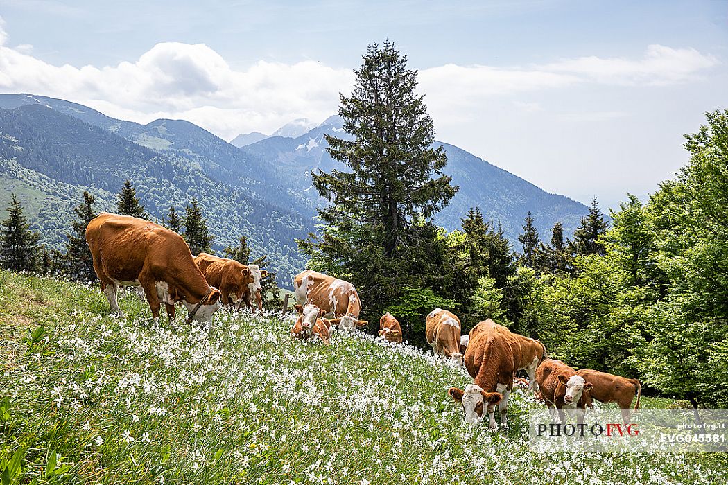 Grazing cows on the daffodil meadows on the mount Golica's slopes, Slovenia, Europe