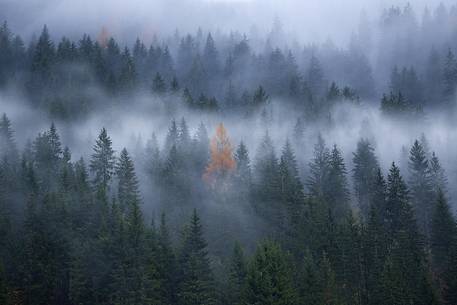 The solitary orange larch in the foggy forest of Moso 