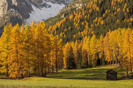 The golden larch color the valley of Fiscalina