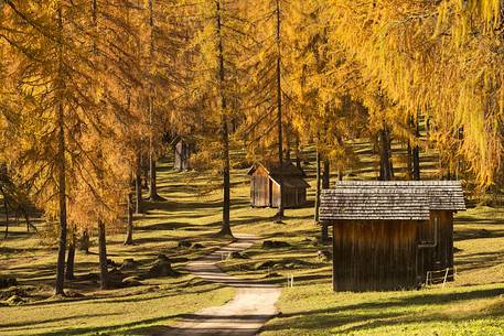 Walking through the barns surrounded by larch forest of Fiscalina Valley