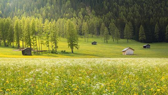 Flowery meadow illuminated by the sun of a spring day in Fiscalina  valley