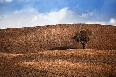 The solitary trees on the hills of Val D'Orcia