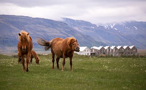 Horses and cottages in the northeast of Iceland