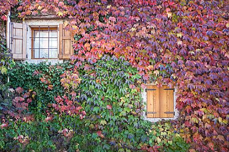 Autumnal atmosphere on the walls of houses in Prepotto, Trieste