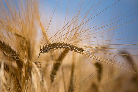 Field of wheat at sun in Porpetto campaign