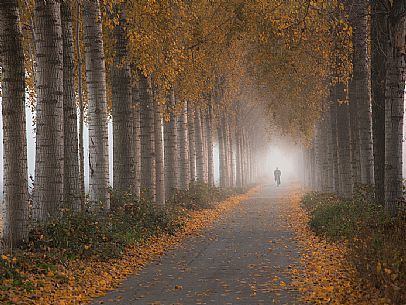The cyclist shrouded in mist along the tree-lined avenue in Torviscosa campaign