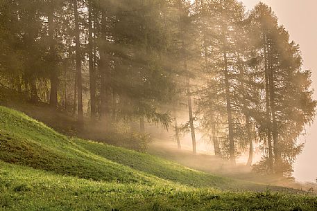 Rays of light in the Sesto forest