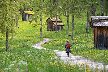 Tourist walks on the path between the barns and the larches of Fiscalina valley, Moso, dolomites, Italy