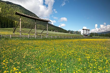 Flowery meadow and ''arfe'' of Sesto, Pusteria valley, dolomites, Italy