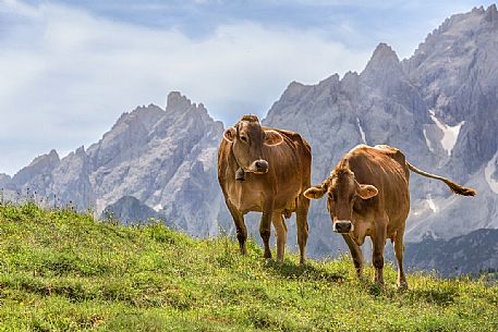 Cows on the meadows of Malga Alpe Nemes with the Sesto peaks in the background