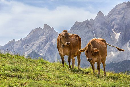 Cows on the meadows of Malga Alpe Nemes with the Sesto peaks in the background Cows on the meadows of Malga Alpe Nemes with the Sesto peaks in the background