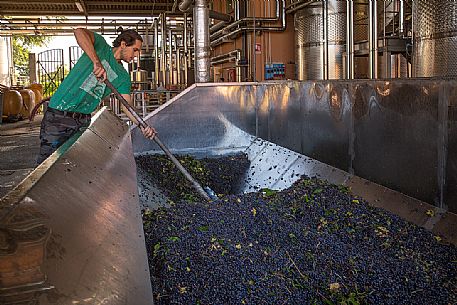 Loading the grapes into the hopper in the Tenuta di Villanova - Gorizia