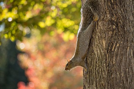 Squirrel in the Boston Common, the oldest public park in the United States, New  England, USA