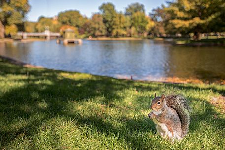 Squirrel in the Boston Common, the oldest public park in the United States, New  England, USA
