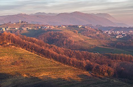 Autumn vineyards near Kojsko village, located in the central part of the Slovene Collio, Goriska Brda Wine Road, Slovenia