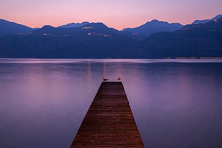 Two seagulls enjoy sunset on a glade in Garda lake near Malcesine, Italy Two seagulls enjoy sunset on a glade in Garda lake near Malcesine, Italy