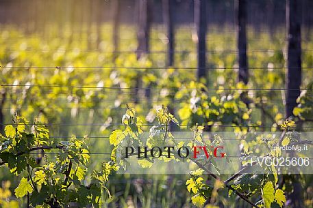 Young leaves, vineyards along the promenade leading to Lake Toblino, Valley of Lakes, Italy Young leaves, vineyards along the promenade leading to Lake Toblino, Valley of Lakes, Italy