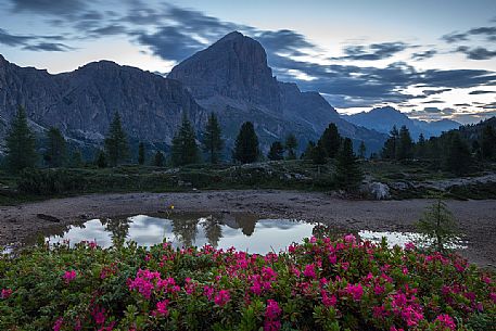 Rhododendrons around the little pond of Limedes with the Tofana di Rozes on background, Cortina D'Ampezzo, Dolomites, Italy