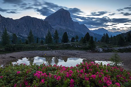 Rhododendrons around the little pond of Limedes with the Tofana di Rozes on background, Cortina D'Ampezzo, Dolomites, Italy Rhododendrons around the little pond of Limedes with the Tofana di Rozes on background, Cortina D'Ampezzo, Dolomites, Italy
