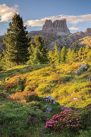 Flowering of rhododendrons on the meadows of Passo Falzarego, on background the Averau, Dolomites, Cortina D'Ampezzo, Italy