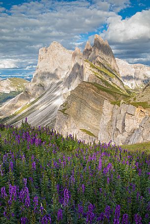 The Odle group photographed from Seceda, Dolomites, Ortisei, Italy