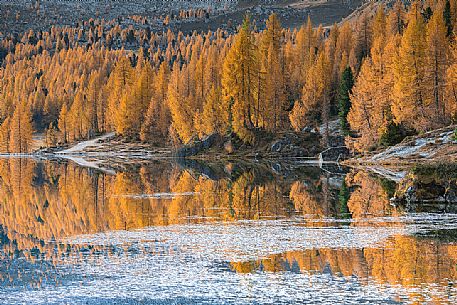 Golden larches reflected on the waters of Lake Federa, Dolomites, Cortina D'Ampezzo, Italy