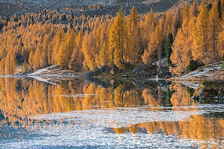 Golden larches reflected on the waters of Lake Federa, Dolomites, Cortina D'Ampezzo, Italy Golden larches reflected on the waters of Lake Federa, Dolomites, Cortina D'Ampezzo, Italy