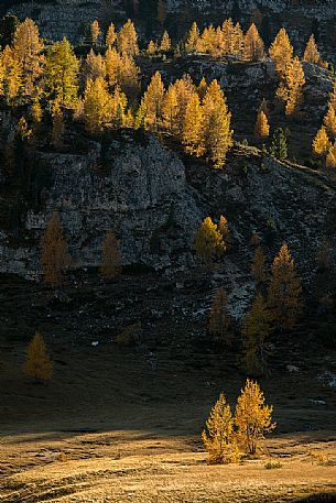 Last lights on the golden larches, Falzarego Pass, Dolomites, Cortina d'Ampezzo, Italy