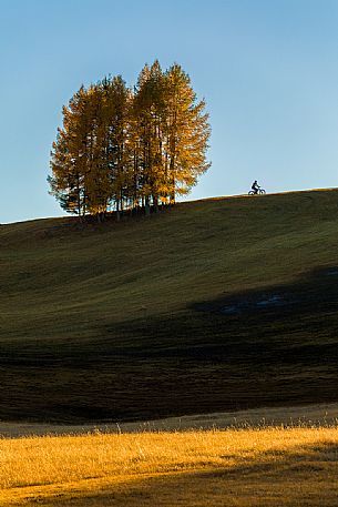 Pedaling in the Armentara meadows, Fanes Senes Braies natural park, Val Badia, Trentino Alto Adige, Italy