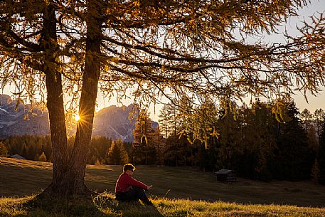 Tourist relaxes under an autumnal larch in the Armentara meadows, Fanes Senes Braies natural park, Val Badia, Trentino Alto Adige, Italy