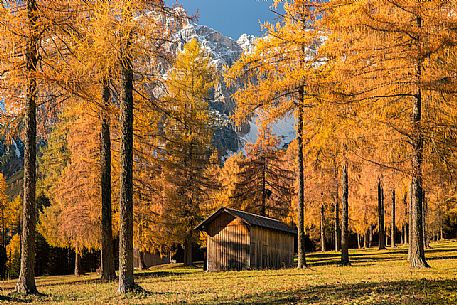 The barn surrounded by larch forest of Fiscalina Valley during an autumn morning, Dolomites, Pusteria valley, Italy The barn surrounded by larch forest of Fiscalina Valley during an autumn morning, Dolomites, Pusteria valley, Italy