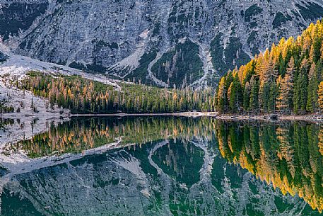 Reflected larches on the Braies lake, Dolomites, Pusteria Valley, Italy Reflected larches on the Braies lake, Dolomites, Pusteria Valley, Italy