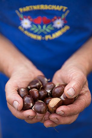 Chestnut Festival, Torgellen in Chiusa village, Valle Isarco, Trentino Alto Adige, Italy, Europe Chestnut Festival, Torgellen in Chiusa village, Valle Isarco, Trentino Alto Adige, Italy, Europe