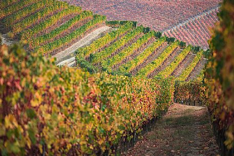 Autumnal colors of the vineyards of the Langhe region, Unesco World Heritage, Piedmont, Italy, Europe