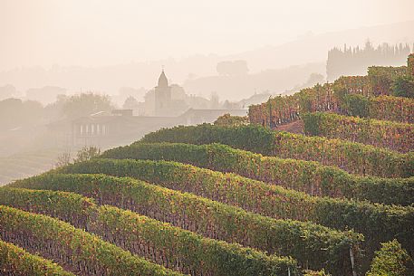 The vineyards and the typical autumn mist of the Langhe region near La Morra village, Unesco World Heritage, Piedmont, Italy, Europe