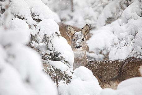 Roe deer nestled in the snowy forest, Sesto, Pusteria valley, dolomites, Trentino Alto Adige, Italy Roe deer nestled in the snowy forest, Sesto, Pusteria valley, dolomites, Trentino Alto Adige, Italy