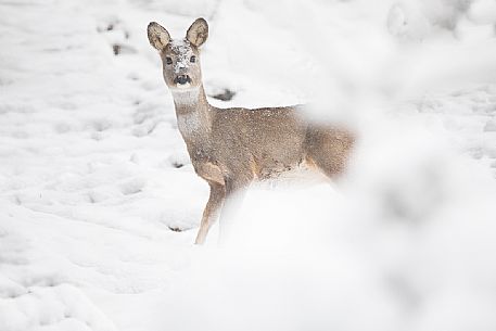 Roe deer nestled in the snowy forest, Sesto, Pusteria valley, dolomites, Trentino Alto Adige, Italy