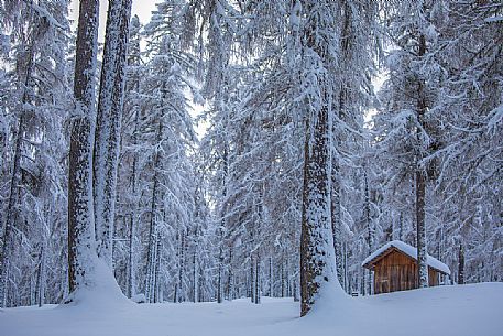 Barn in the larches forest of Campo di Dentro valley after an intensive snowfall, Sesto, Pusteria valley, Trentino Alto Adige, Italy