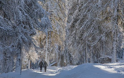 Trekkers in Campo di Dentro valley after an intensive snowfall, Sesto, Pusteria valley, Trentino Alto Adige, Italy, Europe Trekkers in Campo di Dentro valley after an intensive snowfall, Sesto, Pusteria valley, Trentino Alto Adige, Italy, Europe