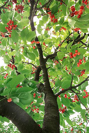 Cherry tree with ripe cherries, Marostica, Vicenza, Veneto, Italy