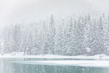 The Dobbiaco lake during an intensive snowfall, Pusteria valley, dolomites, Trentino Alto Adige, Italy, Europe