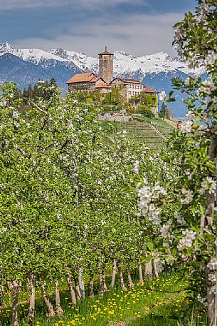 Valr Castle immerses in the blooming apple orchards in Di Non Valley, Tassullo, Trento, Trentino Alto Adige, Italy, Europe