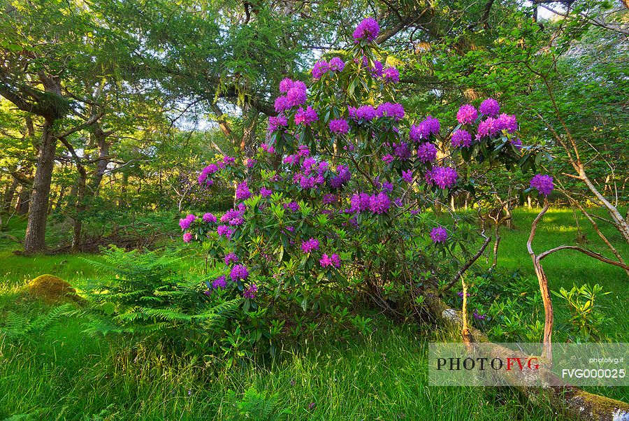 Rhododendron bush in June