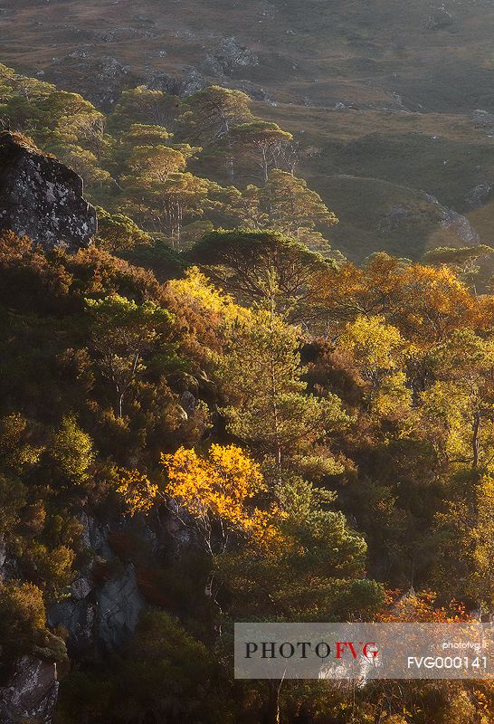 Larch trees in autumn