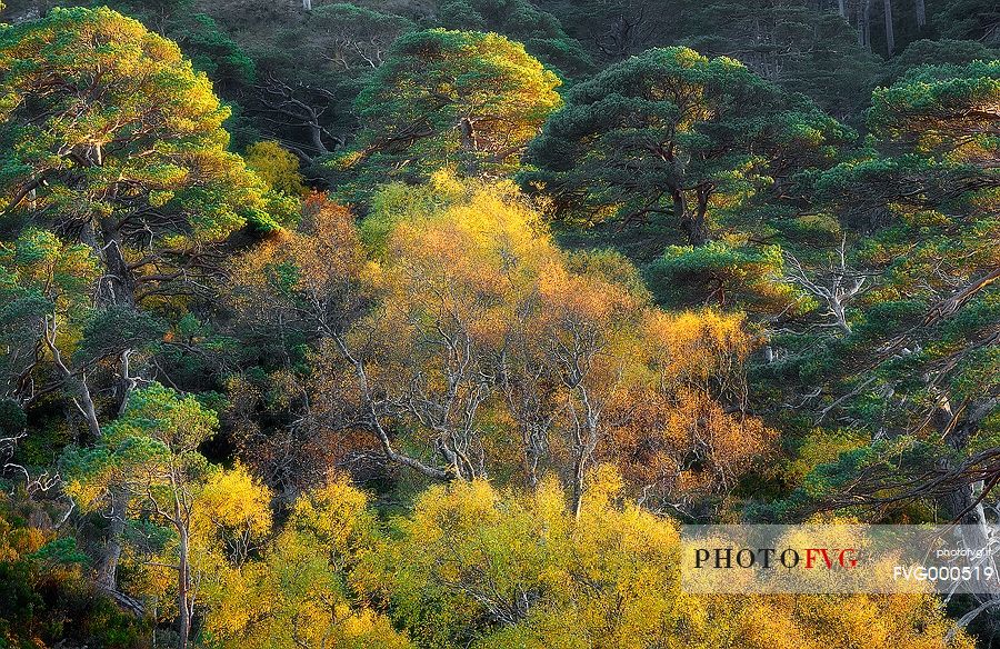 Scots pines and birches in autumn