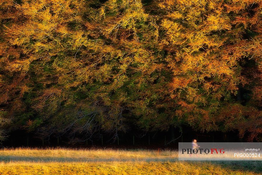 Walker in Renfrewshire in autumn