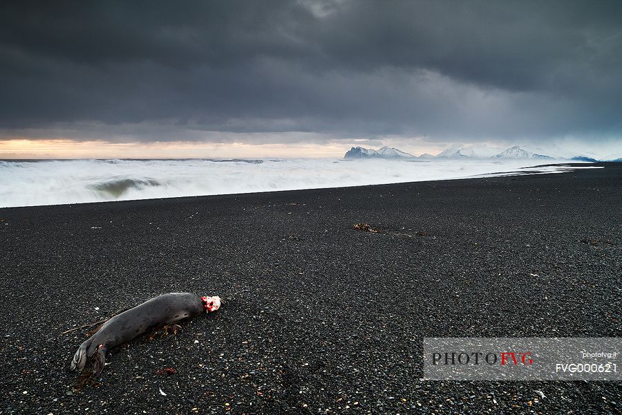 A dead Seal on the beach during a grey day