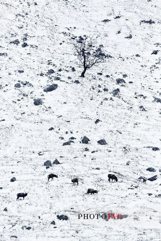 A composition of deers in which the animals looks like living stones