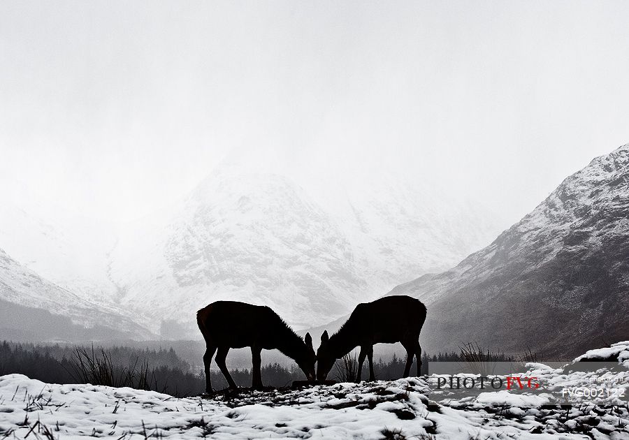 Two deers sharing the Winter Theme, and shaping a real simmetry of natural elements