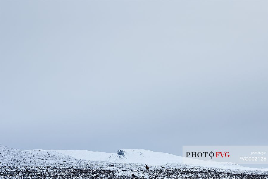 Lost in the snow, part of the landscape, this deer framed a perfect Winter's picture